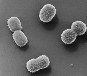 Acinetobacter baumannii - helium ion microscopy