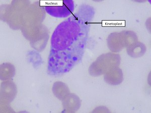 Leishmania-infected macrophage. Arrows indicate the two "bodies" within the unicellular parasite"