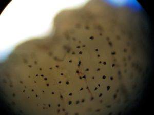 Higher magnification view of spikes on the body.