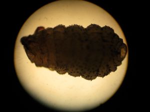 Microscope view - 3 mm in length