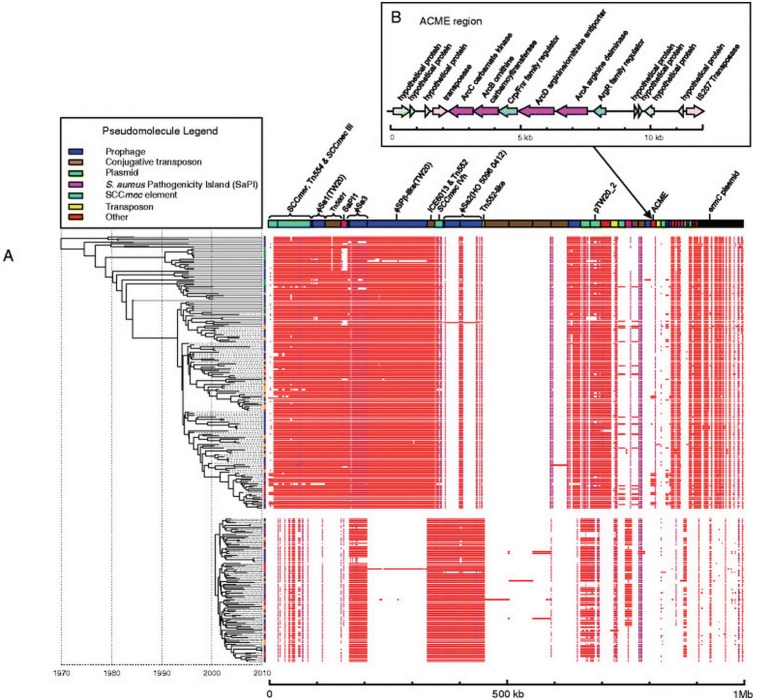 Another figure from the original paper, showing genetic elements such as resistance and virulence genes. ST239-MRSA-III isolates (above) and ST22-MRSA-IV isolates (below) largely do not share similar resistance and virulence genes. Note also the presence of the ACME element - found only in several of the later ST239-MRSA-III isolates.