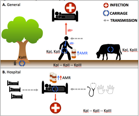 A supplemental figure (S12) from Dr. Kathry Holt's manuscript in PNAS, showing the Klebsiella pneumoniae population.