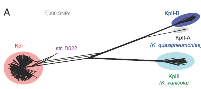 The three distinct phylogroups of Klebsiella pneumoniae.
