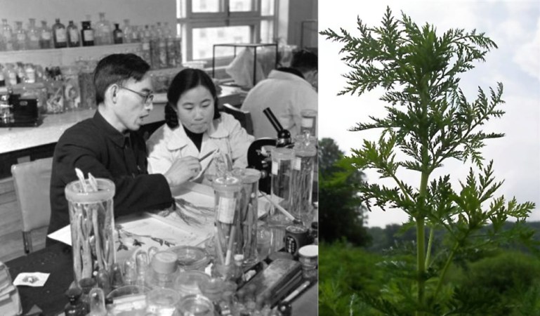 Left - 1951 photo of Tu Youyou with her teacher Lou Zhicen. Right - Artemisin annua plant (Credit: Wikipedia)