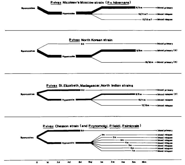Vivax-hypnozoite1982